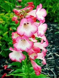 Close-up of pink flowers blooming outdoors