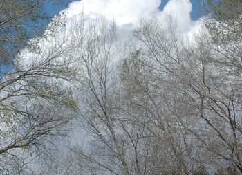 Bare trees against sky