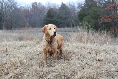 High angle view of golden retriever in park during winter