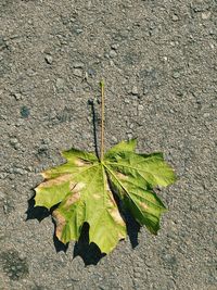 High angle view of fallen dry green leaf on road