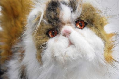 Close-up portrait of cat