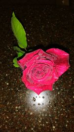 Close-up of red rose with water drops