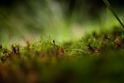 Forest moss