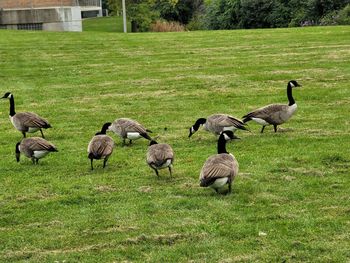 Flock of birds on grassy field