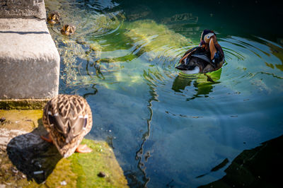 High angle view of ducks swimming in lake