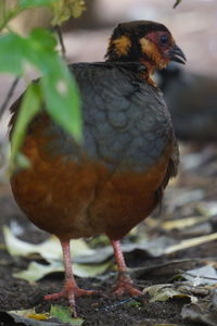 Close-up of a bird