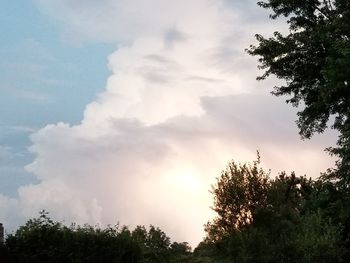 Low angle view of trees against sky