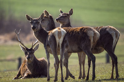 Red deer male and female, cervus elaphus, on meadow