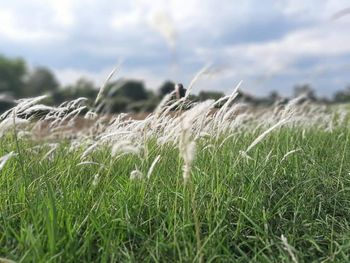 Close-up of grass on field against sky