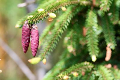 Close-up of pink flowering plant