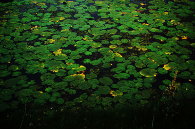 High angle view of leaves floating on water