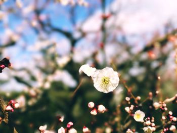 Close-up of flowers blooming on tree