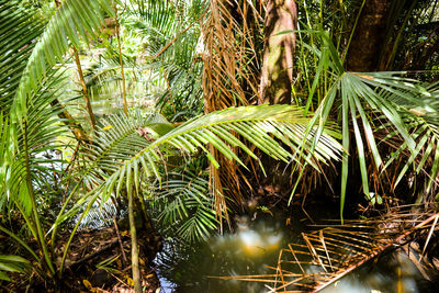 Close-up of palm trees