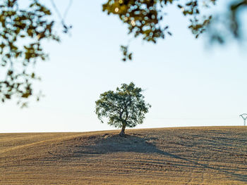 Trees on field against clear sky