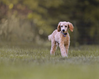 Dog running in field