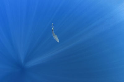 Low angle view of a bird flying