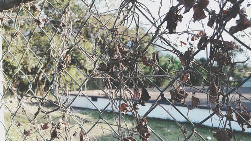 Close-up of plants against trees