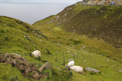 Sheep grazing on a land
