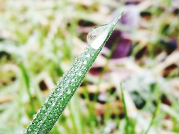 Close-up of fresh green plant