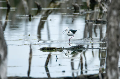 Bird in a lake