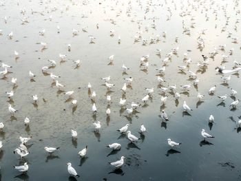 High angle view of seagulls flying over lake
