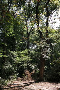 Trees in forest