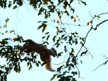 Low angle view of bird on tree against sky