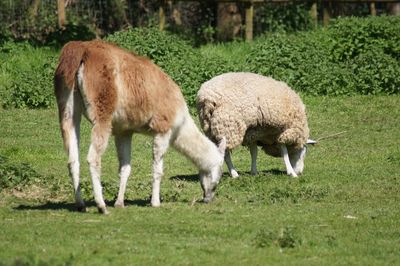 Sheep grazing in a field