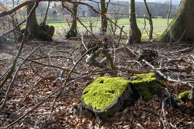 Moss growing on tree trunk in forest