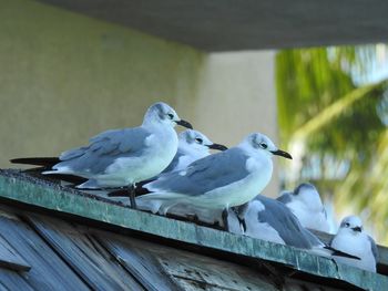 Close-up of bird perching outdoors