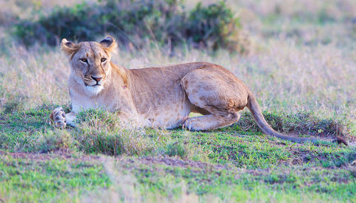 View of a cat lying on land