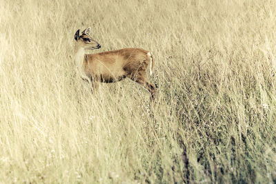Close-up of lizard on grass