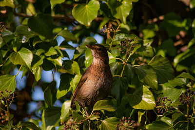 Bird perching on a plant