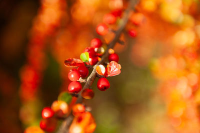 Close-up of plant