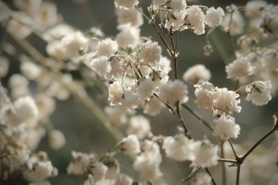 Close-up of white cherry blossom tree