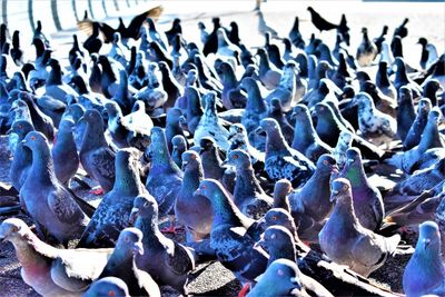 High angle view of pigeons