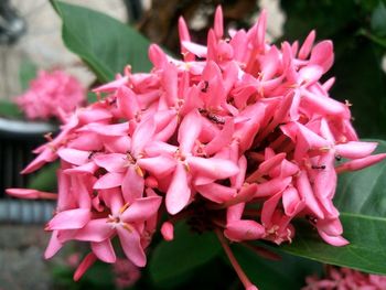 Close-up of pink flowers