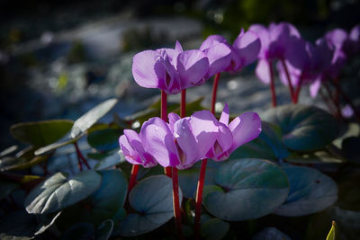 Close-up of pink water lily