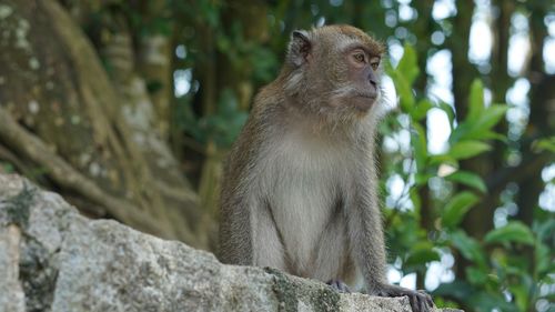 Low angle view of monkey looking away