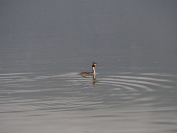 Bird swimming in lake