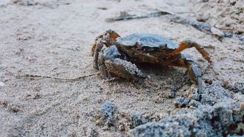 Close-up of crab on sand