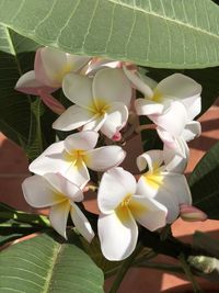 Close-up of white flowering plant