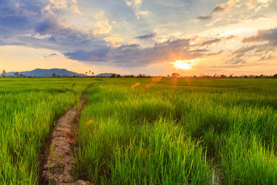 Scenic view of agricultural field against sky during sunset