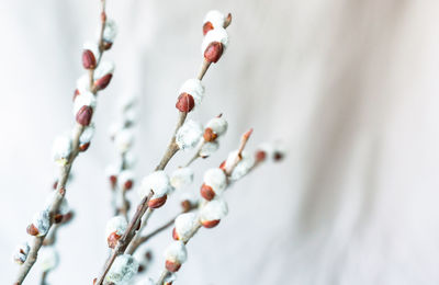 Close-up of snow on plant