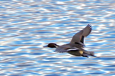 High angle view of bird flying over water