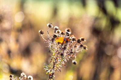 Close-up of wilted flowering plant
