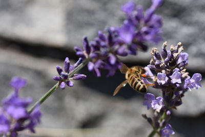 Close-up of purple flowering plant