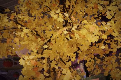 Close-up of yellow maple leaves
