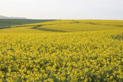 Yellow flowers growing in field