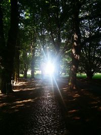 Trees on landscape against sunlight